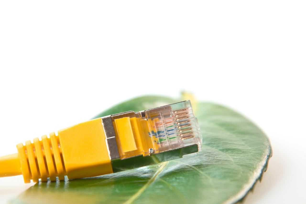 Photo of an Ethernet cable resting atop a green leaf